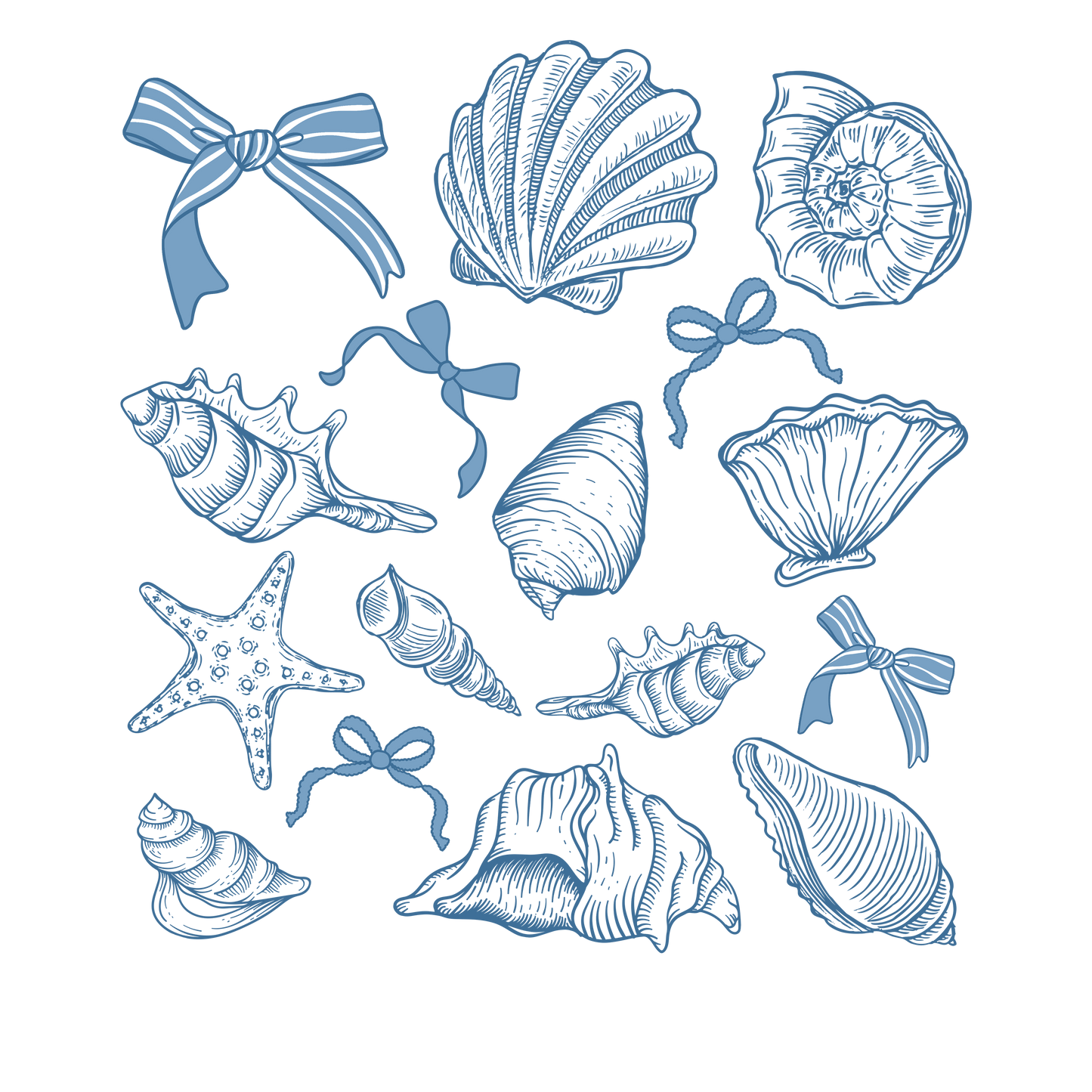 Coquette seashells